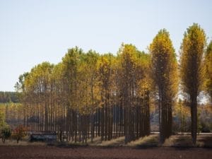 Geoengineering 2 3×4 A row of tall trees with yellow-green leaves stands beside a small shed, casting long shadows on the ground under a clear blue sky. The foreground shows a plowed field and the background includes more trees.