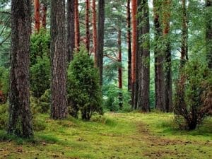 A lush forest scene with tall pine trees, green foliage, and bushes. A narrow dirt path winds through the grass and moss-covered ground, creating a peaceful, natural atmosphere.